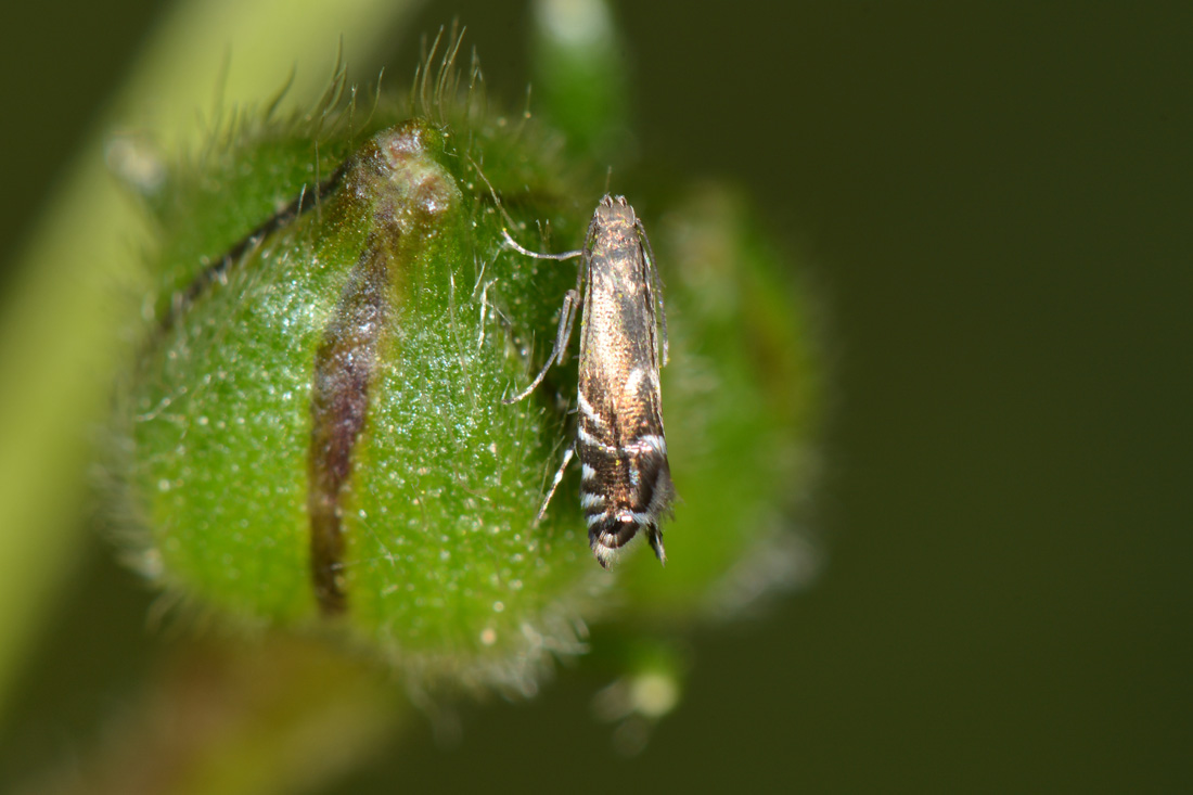 Glyphipterigidae: Glyphipterix simplicella